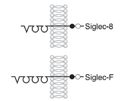 Siglec8 SiglecF.jpg