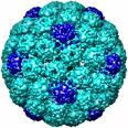 Image-capsid.jpg