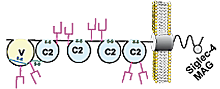 Siglec-04 cartoon.png