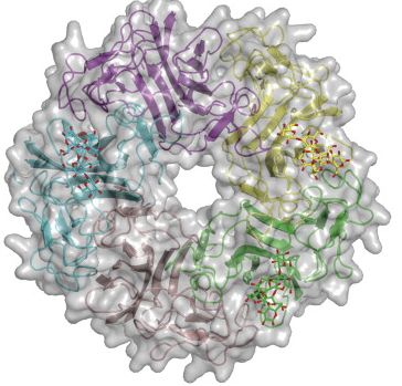 Image-bact adh lect.jpg