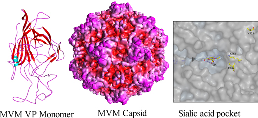 MVMMonoCapsid.jpg