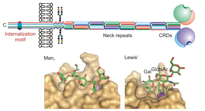 Thumbnail for version as of 18:01, 16 March 2011