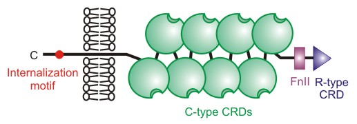 Mannose receptor.jpg