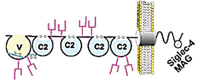 Siglec-04 cartoon lg2.jpg